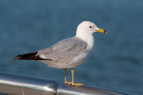 is a seagull real